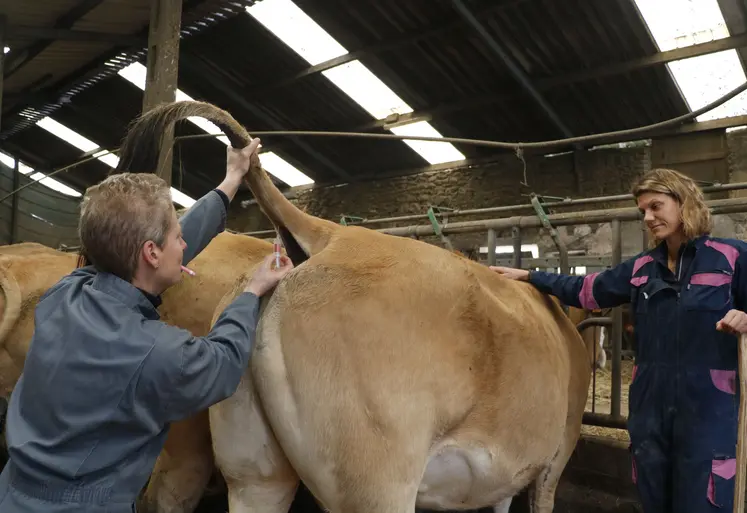 vaccination d'une vache parthenaise contre la FCO