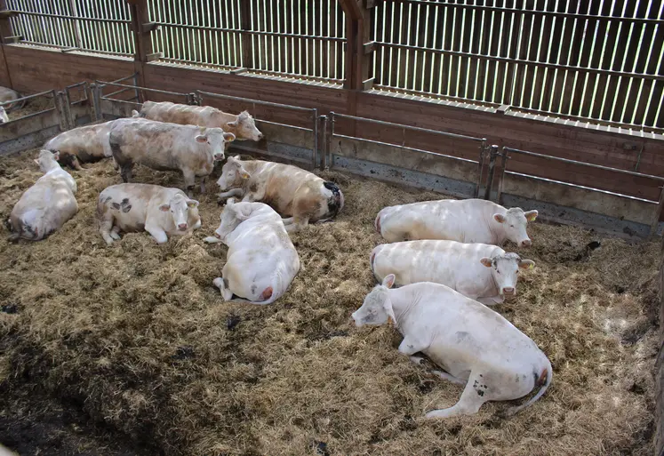 Ferme expérimentale Bordes engraissement vaches