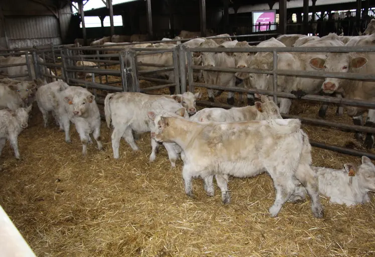 <em class="placeholder">vaches charolaises parcs à veaux bâtiment</em>