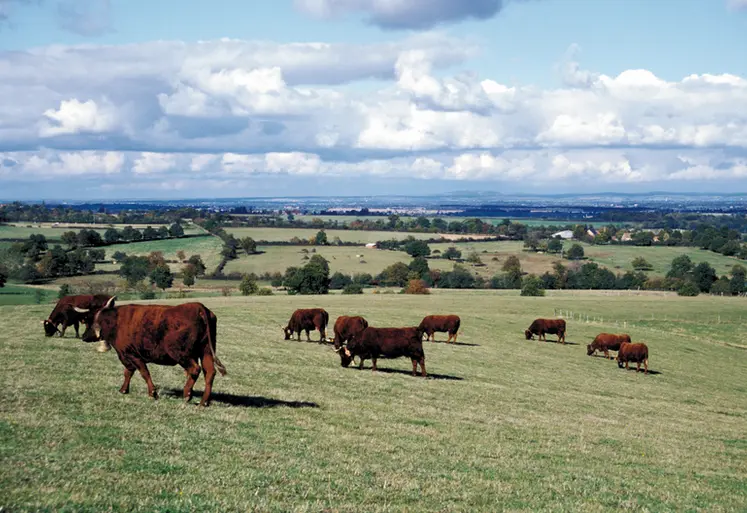 <em class="placeholder">Bovins viande / vaches salers au pâturage</em>