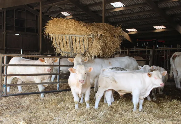 <em class="placeholder">broutards charolais avec vaches stabulation</em>