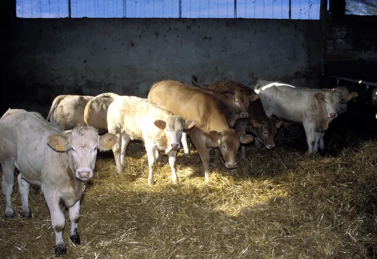 veaux blonde d'Aquitaine stabulation Haute-Garonne