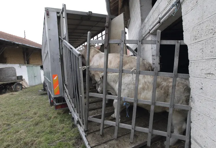 chargement camion élevage charolais