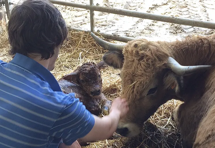 éleveur aibrac vêlage 