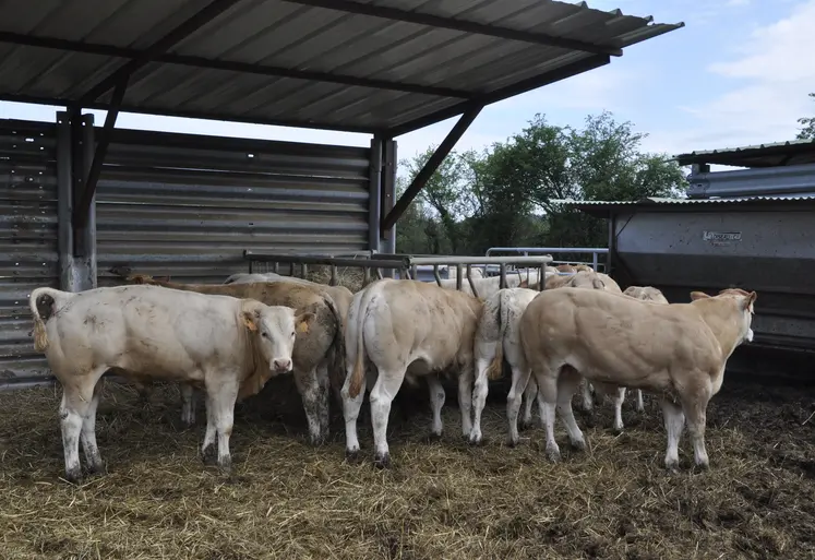 broutards blonde d'Aquitaine engraissement