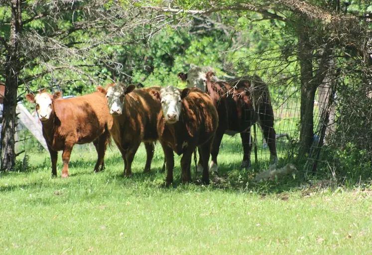 <em class="placeholder">vaches Fleckvieh Allemagne pâturage</em>