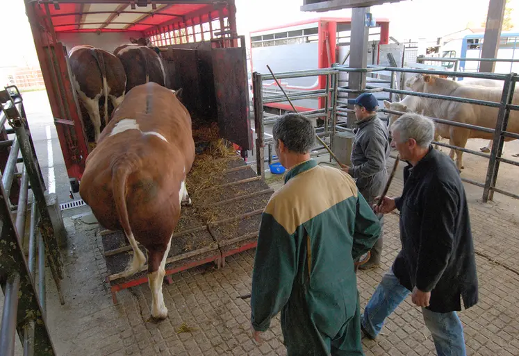 <em class="placeholder">Chargement de bovins destinés à  l'abattoir. </em>