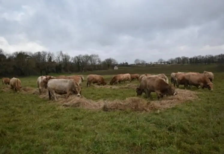 <em class="placeholder">Essai bale grazing en période hivernale  Agricampus la Roque</em>