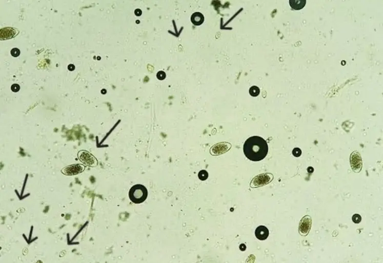 <em class="placeholder">coproscopie comptage d'oeufs de Eimeria bovis coccidiose pathogène</em>