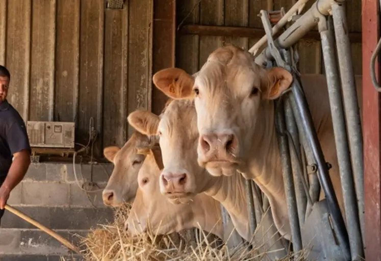 <em class="placeholder">Benat Sagaspe, éleveur, nourrissant ses bovins</em>