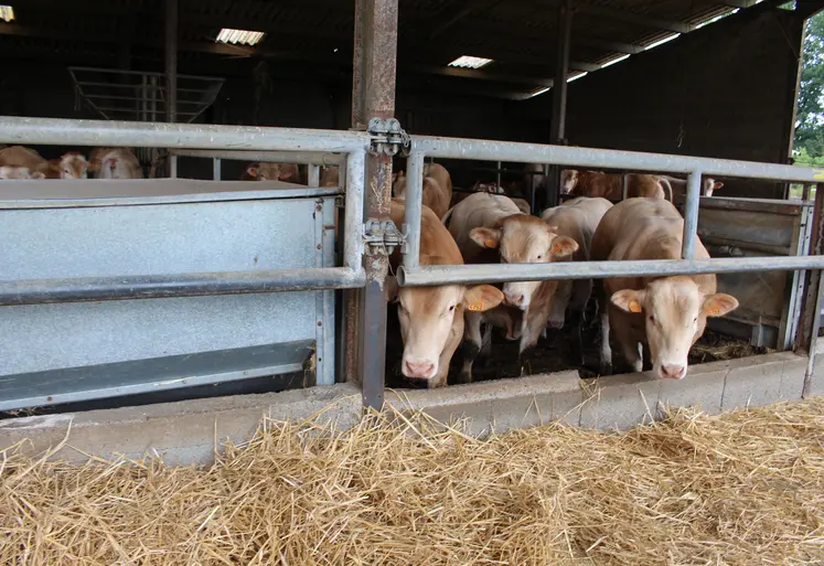 jeunes bovins blonde d'Aquitaine engraissement