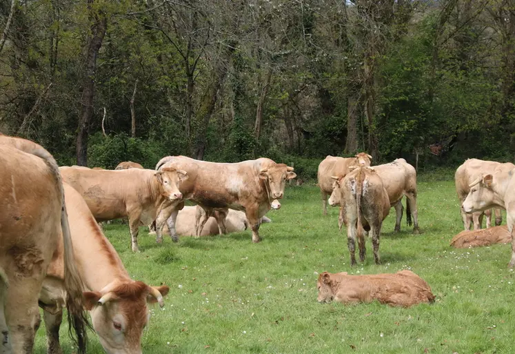 <em class="placeholder">Taureau parmi les vaches pleines et suitées au Gaec de la Blonde, où la reproduction est conduite en monte naturelle.</em>