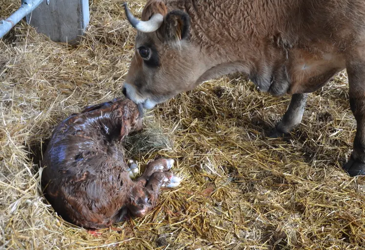 <em class="placeholder">Bovins viande : le choix de la période de vêlage impacte les résultats techniques</em>