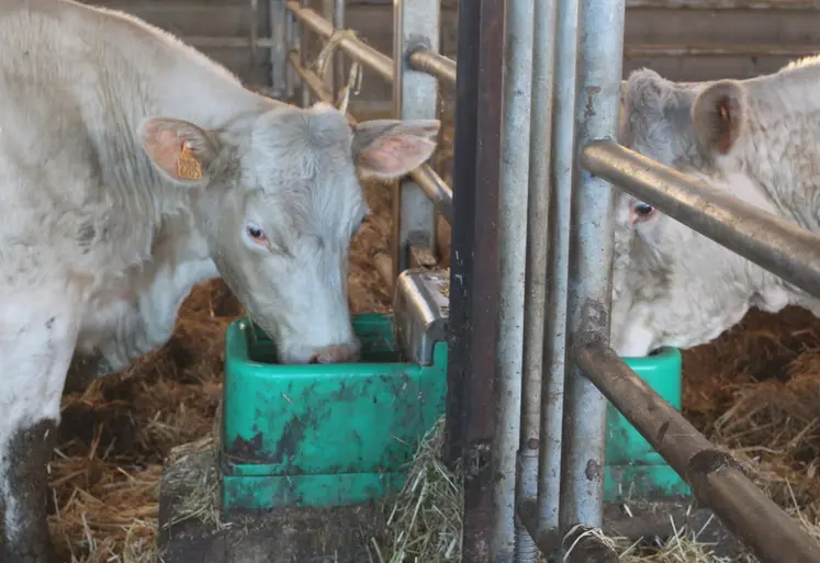 <em class="placeholder">vaches charolaises abreuvoir</em>