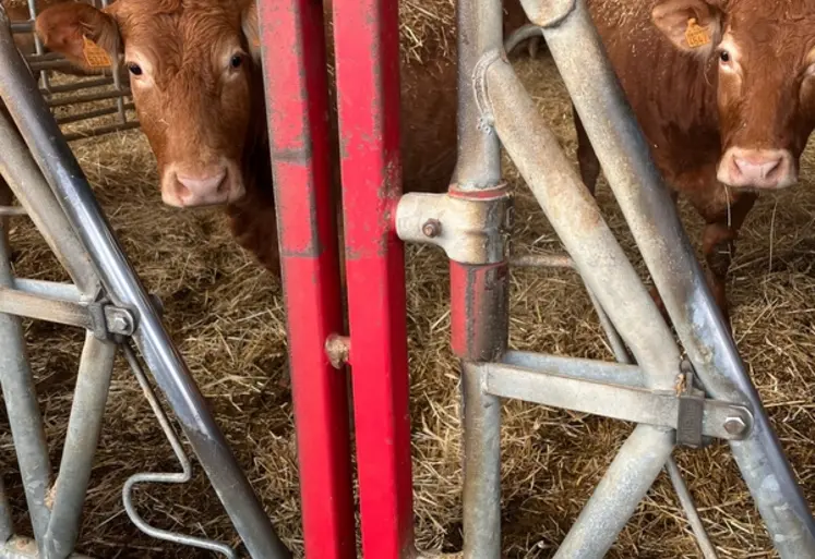 <em class="placeholder">contention cornadis passage d'homme vaches limousines</em>