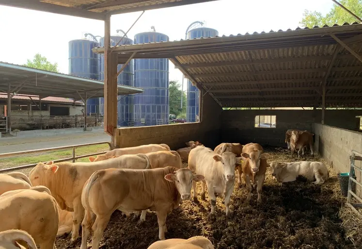 <em class="placeholder">jeunes bovins race blonde d'Aquitaine en engraissement sur paille</em>