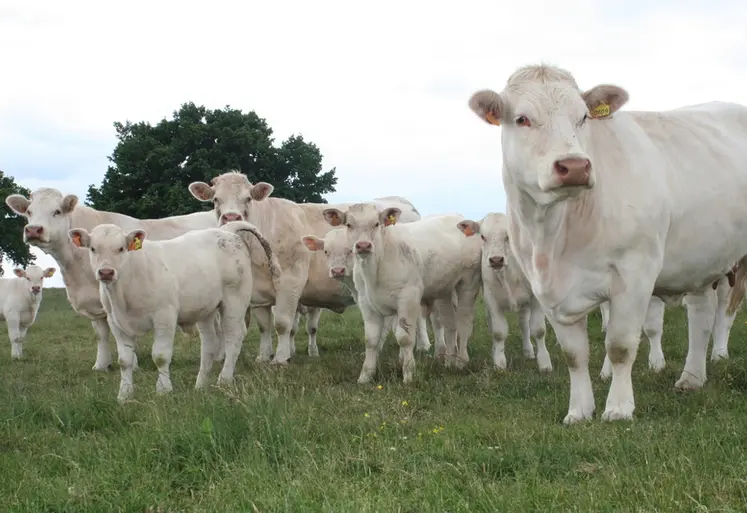 <em class="placeholder">vaches et veaux charolais au pré.</em>