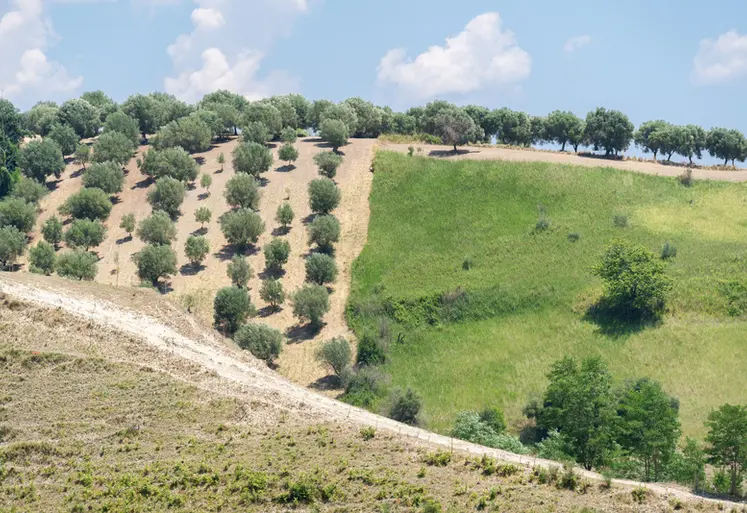 <em class="placeholder">Green olive trees farmland, agricultural landscape with olives plant among hills, olive grove garden, large agricultural areas of olive trees</em>