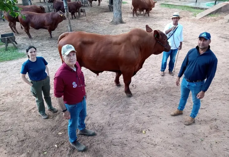 <em class="placeholder">élevage bovin viande Paraguay</em>