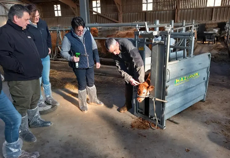 <em class="placeholder">formation ébourgeonnage veaux. Un veaux dans une cage de contention, et plusieurs personnes. </em>