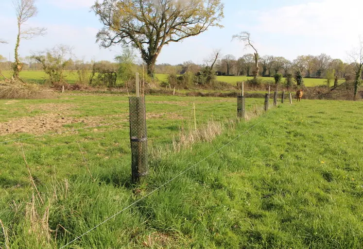 <em class="placeholder">agroforesterie intraparcellaire prairie élevage bovin viande</em>