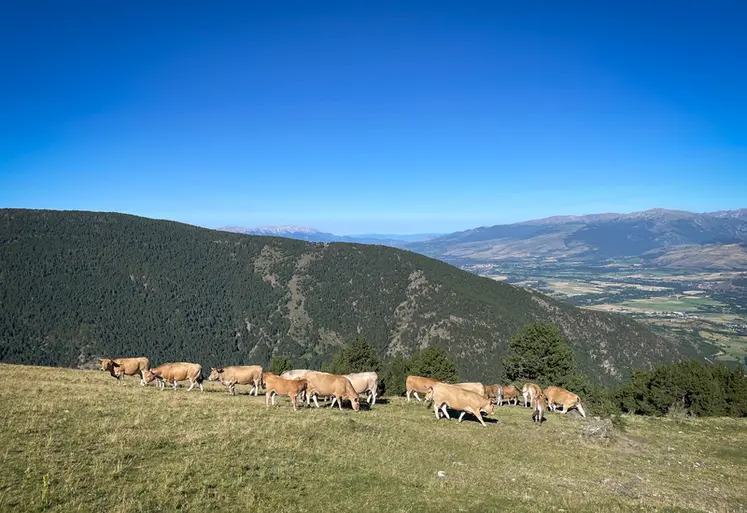 <em class="placeholder">estive Cerdagne vaches aubrac Pyrénées-Orientales </em>