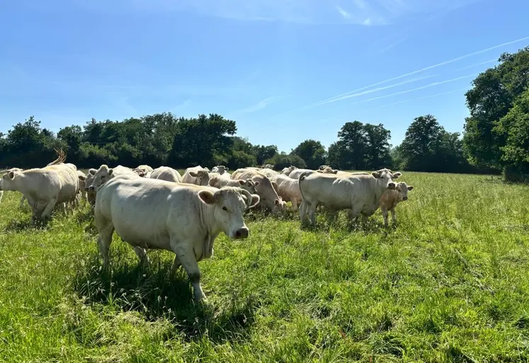 <em class="placeholder">Prairie pâturée avec un lot de charolaises avec leurs veaux.</em>