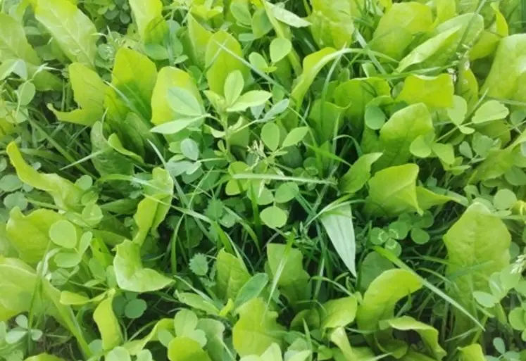 <em class="placeholder">Prairie à valeur santé </em>
