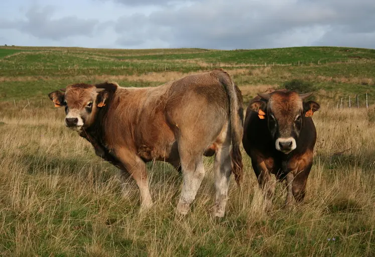 <em class="placeholder">taureaux aubrac au pâturage </em>