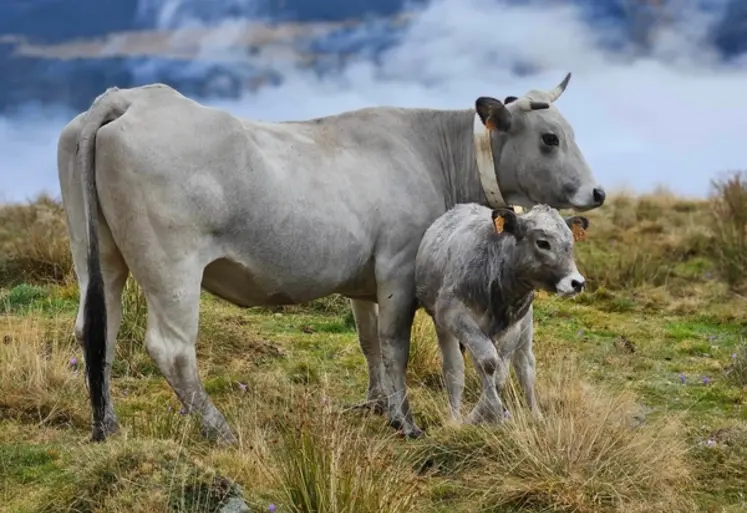 <em class="placeholder">vache gasconne et son veau</em>