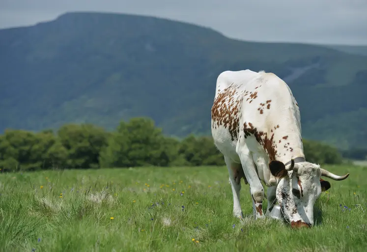 vache ferrandaise pâturant dans une prairie. Montagne en fond.