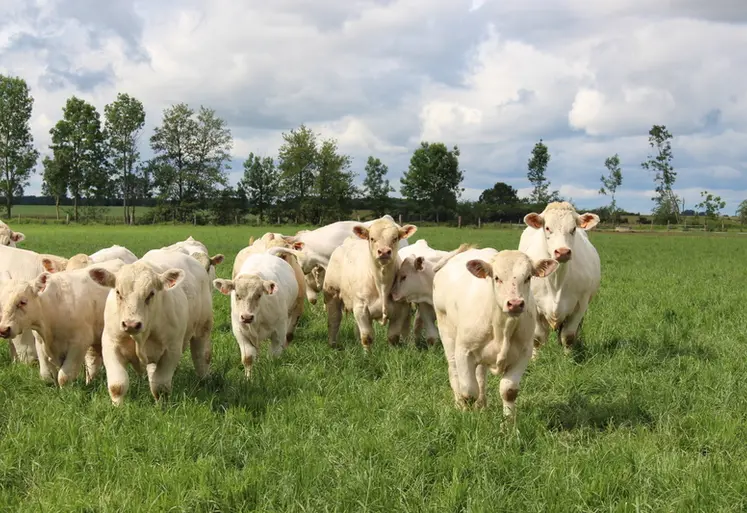 <em class="placeholder">vaches charolaises et leurs veaux au pré</em>