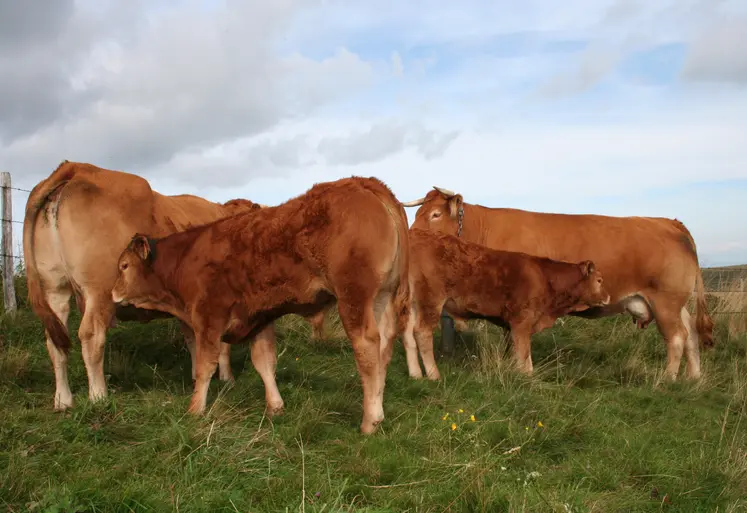 vaches et broutards de race Limousine au pré