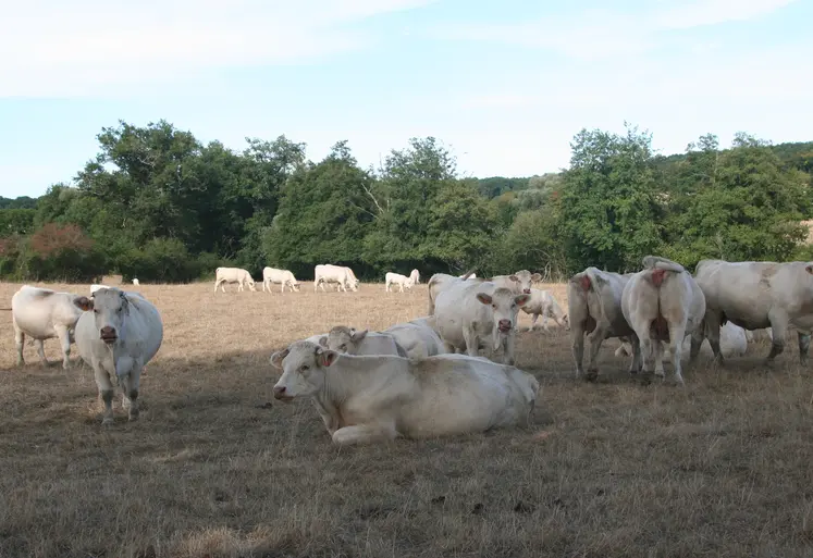 vaches charolaises au pré, l'herbe est sèche.