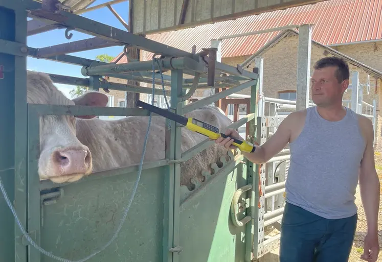 <em class="placeholder">éleveur lecture de boucle d'identification électronique sur une vache charolaise dans une cage de contention en Côte d'Or</em>