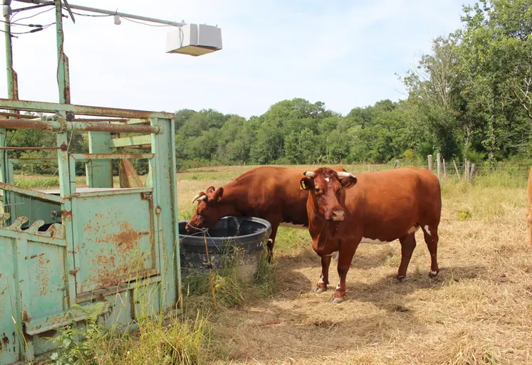 <em class="placeholder">fréquentation de la zone d'abreuvement boucles électroniques vaches Armoricaines Cirbeef à Mauron (Morbihan)</em>