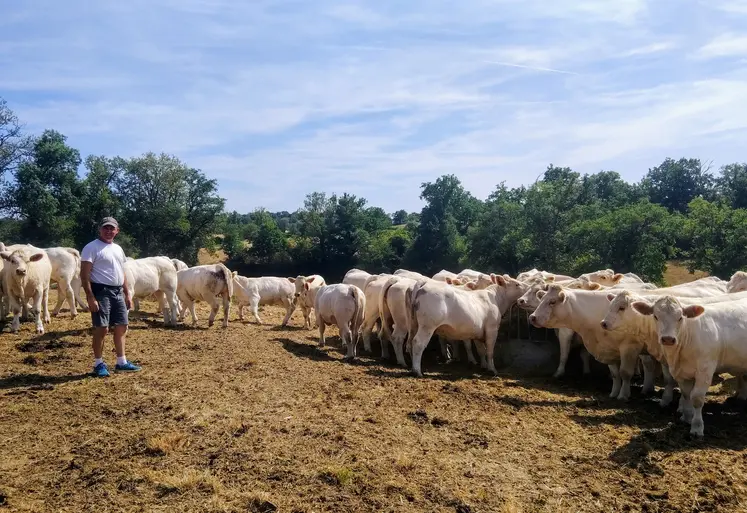 sécheresse Allier charolaises éleveur