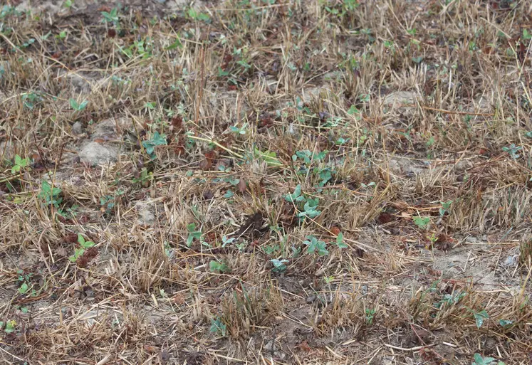 sécheresse prairie temporaire Manche retour de la pluie août 2026