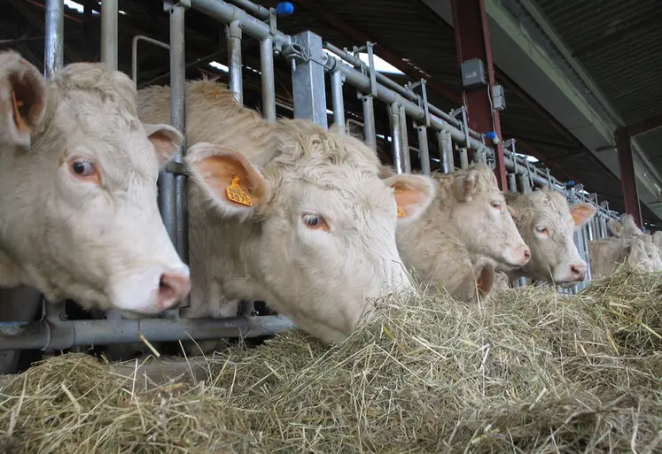 <em class="placeholder">Elevage charolais. alimentation. bovins viande. bovin allaitant. vaches au cornadis. fourrage. foin. bÃ¢timent. stabulation. distribution.</em>