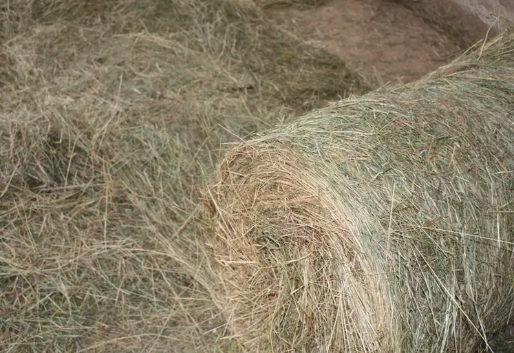 <em class="placeholder">balle ronde de foin de prairie naturelle déroulée au sol en bâtiment bovins viande</em>