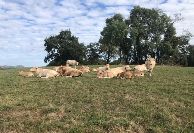 <em class="placeholder">Vaches blondes d'Aquitaine dans Prairies. </em>
