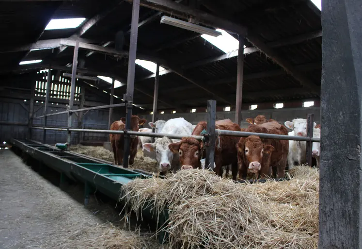 broutards charolais et limousins à l'auge
