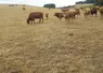 pâturage vaches allaitantes sécheresse
