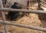 Les vaches fraîches vêlées sont plus faciles à traire juste après la mise bas lorsque leur principale préoccupation est de s’occuper des veaux nouveau-nés.