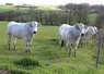 Des bœufs de trois à quatre ans sont élevés au Lycée agricole de Mirande. 