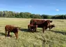 Viande bovine : sur l’enjeu climatique, « l’Europe n’est pas le centre du monde »