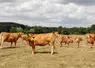 « En France, seul 30 % du cheptel allaitant sur les 3,7 millions de têtes au total est détenu dans des exploitations de plus de 100 vaches. La professionnalisation de ...