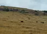 Les bovins passent à la suite des ovins, sur les terres non irriguées, plus en altitude ou très vallonnées.
