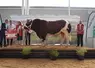 Ourasi, appartenant à Sylvie Salmon en Mayenne, décroche le prix de grand champion mâle. Ce taureau en parfaite adéquation avec les standards de la race s'est démarqué ...