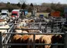 I M G _ 0 6 1 6 / Vente de bétail.  Marché aux bestiaux. Sicamon de Saint Pierre sur Dives. Bovins viande en parcs de contention.